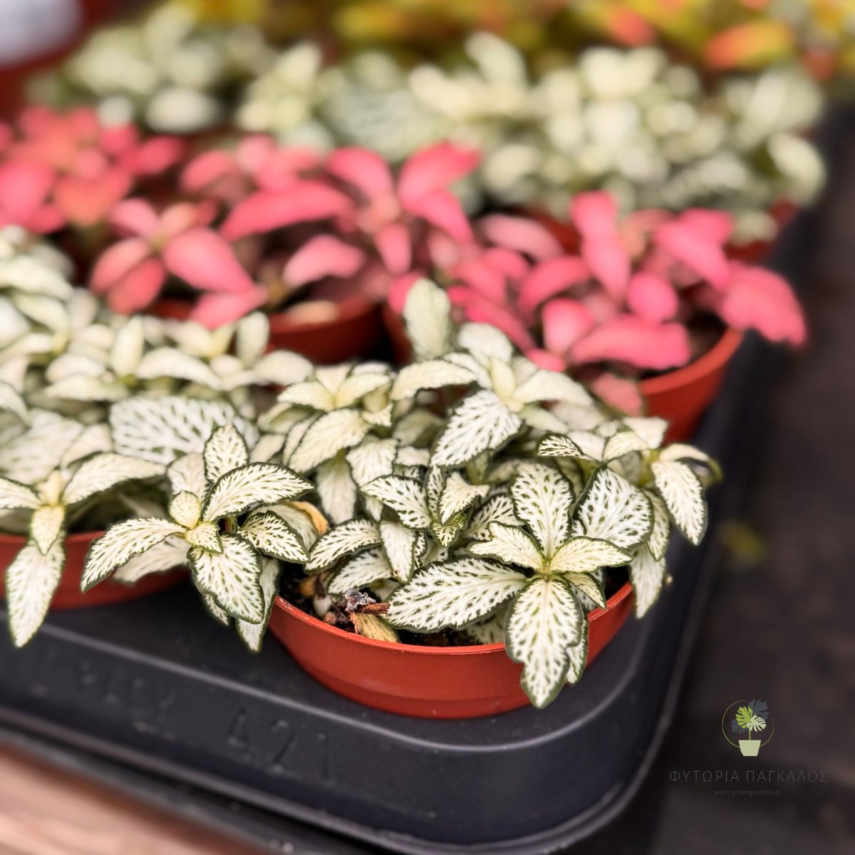 Φυτώνια (Fittonia spp.) - 10,5 cm